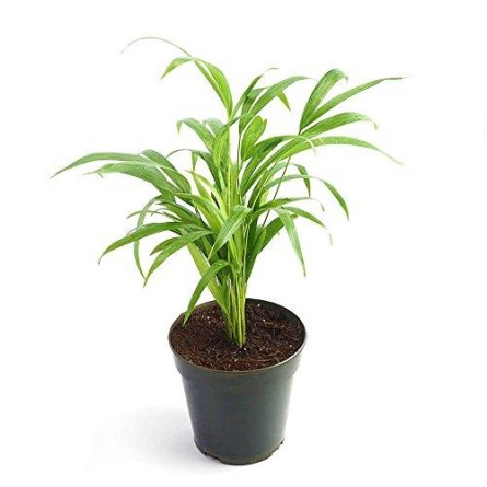 Areca Palm 